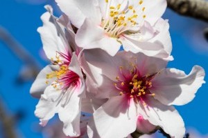 Mandelblüte bringt zauberhaftes Naturschauspiel