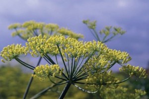 Launisch – Fenchel (Italiens Liebling in unseren Gärten)