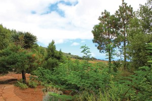 Gran Canaria Walking Festival 2018 (Teil 6) - Zauberwald am Pico de Osorio