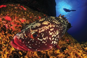 Fotosub El Hierro - Internationale Elite der Unterwasserfotografie 'am Ende der Welt'