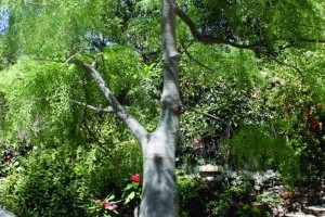 Baum des Lebens - Moringa Oleifera