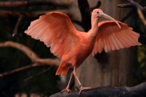 Roter Ibis - Nachwuchs im Loro Park