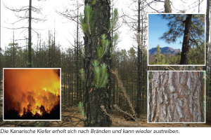 Waldbrände auf den Kanaren - Evolution der Kiefer