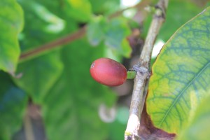 Valle de Agaete, wo sogar Kaffee produziert wird