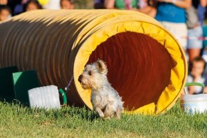 Agility - Hundesport hält Einzug auf den Kanaren