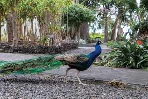 Herzoginnenpark mit langer Geschichte in Arucas