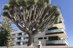 Florale Weltreise ... durch Maspalomas