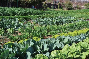 Gartenparzellen Anmeldefrist läuft