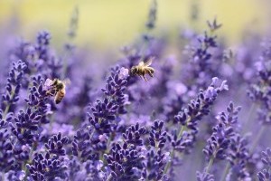 Bienensterben - Ursachen und Folgen