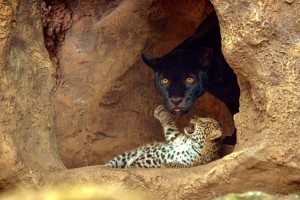 Loro Parque: Nachwuchs der Jaguarlady Naira