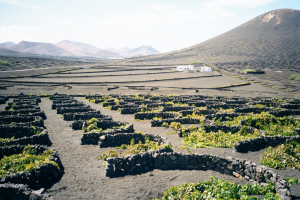 Lanzarote Wine Run durch La Geria