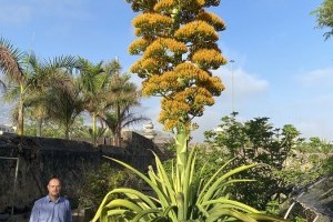 Agave Cacozela in Blüte, ein Highlight nach 30 Jahren im Jardín Botanico  Puerto de la Cruz