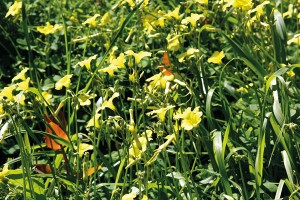 Naturschutzgebiete - Kategorien