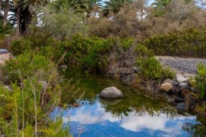 Maspalomas öffnet seine Parks wieder am 6. Juli 2020