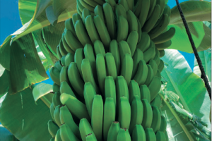 Bananen, der  wichtigste Agrarexport