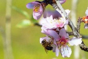 Mandelblütenwanderung am 8. Februar 2021 - ein Meisterwerk der Natur