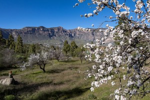 Mandelblüten - ein Meisterwerk der Natur - Wanderung La Culata Tejeda