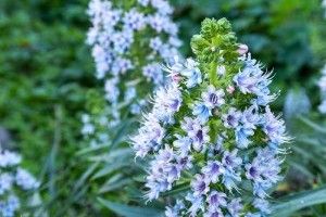 Blauer Natternkopf, zauberhafter Endemit auf Gran Canaria