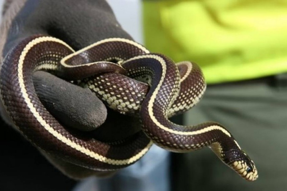 Exotische Tiere gefährliche Bioinvasoren - stärkere Grenzkontrollen gefordert