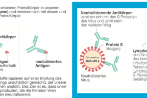 Wieso kann unsere Erbinformation nicht geschädigt werden?