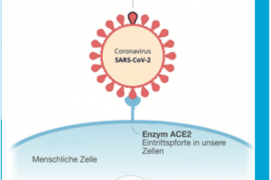 Welche Gefahr besteht durch die Mutationen?