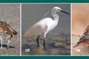 Vogelschutzzonen nehmen auf den Kanaren zu