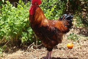 Kanarisches Huhn: autochthon? Die Studie.