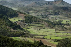 Klimaerwärmung: Ausgestorbene Tierarten