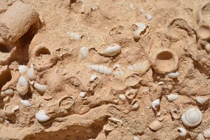 Fossilien - Spurensuche der Klimaerwärmung: BIOTA Datenbank der Biodiversität