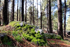 Gran Canaria Walking Festival: 10-jähriges Jubiläum