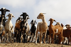 Ziegenfarm bei  Paqui und Pepe - weltweit prämierter Ziegenkäse