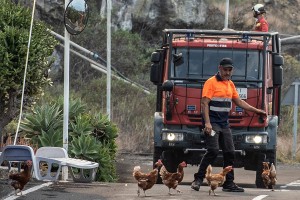 Folgen der Eruption La Palma: Supergau für die Biodiversität Fauna und Flora