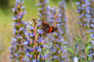 Blauer Natternkopf - ein besonderer Schatz