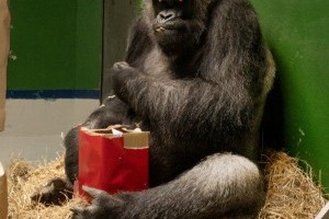 Loro Parque - Gorilla Schorsche feiert 50. Geburtstag