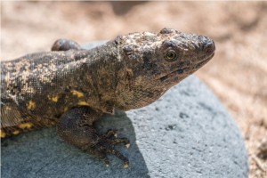 El Hierro: Rettung eines Urzeitbewohners - Lagarto Gigante