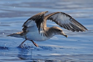 Alegranza - das Paradies für Ornithologen und der geschützte Gelbschnabel-Sturmtaucher