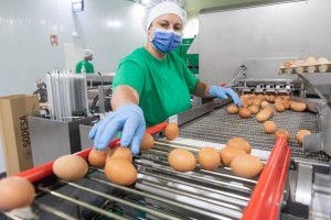Kanarisches Huhn - Subventionen für Eierproduktion