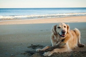 Mensch und Tier: Mit dem Haustier eine entspannende Zeit am Strand, die Hundestrände Gran Canaria