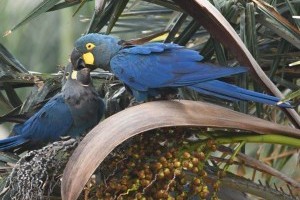 Loro Parque: Rettungsaktion für den Lear-Ara, ein Meilenstein