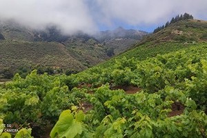 Wandern zwischen Vulkanen und Weinbergen mit Profi Sofie Hendrikx