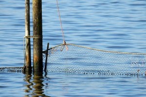 Blaue Wirtschaft (Teil 2): Aquakultur - Spanien starker Player