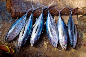Blaue Wirtschaft (Teil 2): Aquakultur - die globale Situation