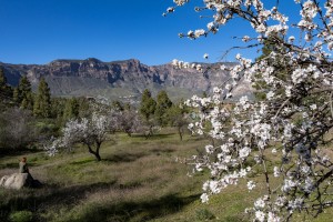 Mandelhochburgen auf Gran Canaria, die Volksfeste 2023