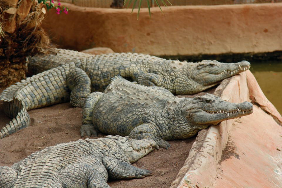 Cocodrilo Park Agüimes: Krokodilpark & more. Tierrettung inklusive