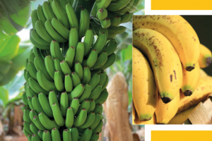 Geografisches Parzelleninfosystem für kanarische Bananenproduktion