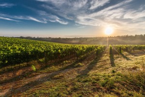 Weinwirtschaft heute: Trend Enotourismus