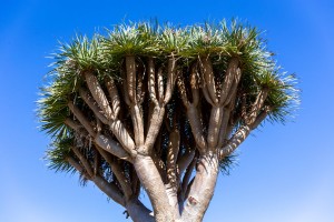 Der Drachenbaum: Mythen, Legenden und Nutzen durch die Altkanarier