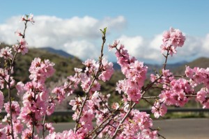 Blumige Wanderungen im Februar 2024: Auf den Spuren der Mandeln