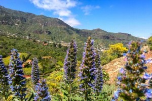 Blauer Natternkopf in Blüte. Zauberhafte Wandertouren