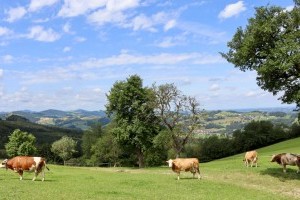 Auf den Spuren der Birnenbäume im Mostviertel (Teil 2 Heimatliche Wiederentdeckung)